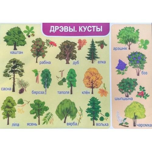 Вывучаем беларускую мову. Дрэвы.Кусты.